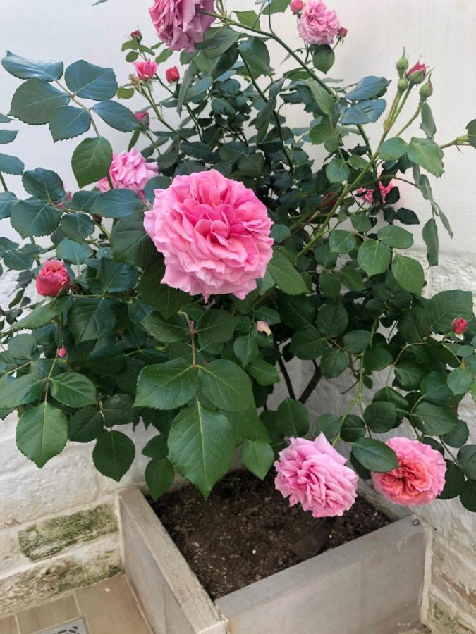 Nido Di Pietra-Dimora In Centro Bed & Breakfast Alberobello Exterior photo